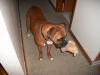 <img100*0:stuff/z/179797/Boxer%2520Dog%2520Photos%25202/51.jpg>