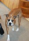 <img100*0:stuff/z/179797/Boxer%2520Dog%2520Photos%25202/52.jpg>