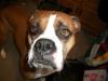 <img100*0:stuff/z/179797/Boxer%2520Dog%2520Photos%25202/53.jpg>