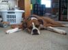 <img100*0:stuff/z/179797/Boxer%2520Dog%2520Photos%25202/54.jpg>