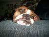<img100*0:stuff/z/179797/Boxer%2520Dog%2520Photos%25202/6.jpg>