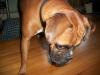 <img100*0:stuff/z/179797/Boxer%2520Dog%2520Photos%25202/7.jpg>