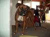 <img100*0:stuff/z/179797/Boxer%2520Dog%2520Photos%25202/8.jpg>