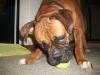 <img100*0:stuff/z/179797/Boxer%2520Dog%2520Photos%25202/9.jpg>