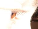 <img0*100:stuff/z/179797/Brown%2520Eye%2520Photos/6.jpg>