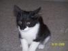 <img100*0:stuff/z/179797/Cat%2520Photos%25202/1.jpg>