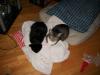 <img100*0:stuff/z/179797/Cat%2520Photos%25202/101.jpg>