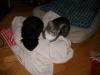 <img100*0:stuff/z/179797/Cat%2520Photos%25202/102.jpg>