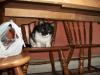 <img100*0:stuff/z/179797/Cat%2520Photos%25202/103.jpg>