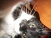 <img100*0:stuff/z/179797/Cat%2520Photos%25202/104.jpg>