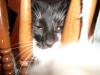 <img100*0:stuff/z/179797/Cat%2520Photos%25202/105.jpg>