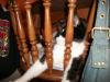 <img100*0:stuff/z/179797/Cat%2520Photos%25202/106.jpg>