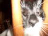 <img100*0:stuff/z/179797/Cat%2520Photos%25202/108.jpg>