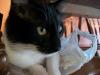 <img100*0:stuff/z/179797/Cat%2520Photos%25202/109.jpg>