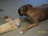 <img100*0:stuff/z/179797/Cat%2520Photos%25202/11.jpg>
