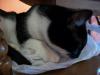 <img100*0:stuff/z/179797/Cat%2520Photos%25202/110.jpg>