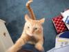 <img100*0:stuff/z/179797/Cat%2520Photos%25202/112.jpg>