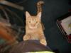 <img100*0:stuff/z/179797/Cat%2520Photos%25202/113.jpg>