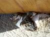 <img100*0:stuff/z/179797/Cat%2520Photos%25202/114.jpg>