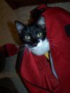 <img100*0:stuff/z/179797/Cat%2520Photos%25202/115.jpg>