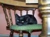 <img100*0:stuff/z/179797/Cat%2520Photos%25202/116.jpg>