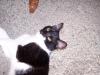 <img100*0:stuff/z/179797/Cat%2520Photos%25202/119.jpg>
