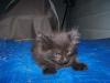 <img100*0:stuff/z/179797/Cat%2520Photos%25202/12.jpg>