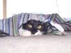 <img100*0:stuff/z/179797/Cat%2520Photos%25202/120.jpg>
