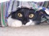 <img100*0:stuff/z/179797/Cat%2520Photos%25202/121.jpg>