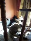 <img100*0:stuff/z/179797/Cat%2520Photos%25202/122.jpg>