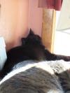 <img100*0:stuff/z/179797/Cat%2520Photos%25202/123.jpg>