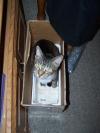 <img100*0:stuff/z/179797/Cat%2520Photos%25202/124.jpg>