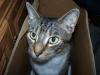 <img100*0:stuff/z/179797/Cat%2520Photos%25202/125.jpg>