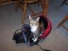 <img100*0:stuff/z/179797/Cat%2520Photos%25202/126.jpg>