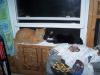 <img100*0:stuff/z/179797/Cat%2520Photos%25202/127.jpg>