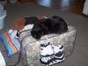 <img100*0:stuff/z/179797/Cat%2520Photos%25202/128.jpg>