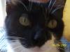 <img100*0:stuff/z/179797/Cat%2520Photos%25202/129.jpg>