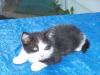 <img100*0:stuff/z/179797/Cat%2520Photos%25202/13.jpg>