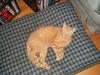<img100*0:stuff/z/179797/Cat%2520Photos%25202/131.jpg>
