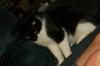 <img100*0:stuff/z/179797/Cat%2520Photos%25202/132.jpg>
