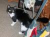 <img100*0:stuff/z/179797/Cat%2520Photos%25202/133.jpg>