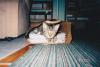 <img100*0:stuff/z/179797/Cat%2520Photos%25202/134.jpg>