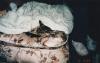 <img100*0:stuff/z/179797/Cat%2520Photos%25202/136.jpg>