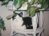 <img100*0:stuff/z/179797/Cat%2520Photos%25202/137.jpg>