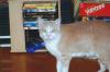 <img100*0:stuff/z/179797/Cat%2520Photos%25202/138.jpg>