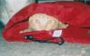 <img100*0:stuff/z/179797/Cat%2520Photos%25202/139.jpg>