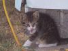<img100*0:stuff/z/179797/Cat%2520Photos%25202/14.jpg>