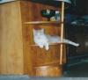 <img100*0:stuff/z/179797/Cat%2520Photos%25202/140.jpg>