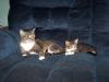 <img100*0:stuff/z/179797/Cat%2520Photos%25202/15.jpg>