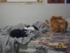 <img100*0:stuff/z/179797/Cat%2520Photos%25202/16.jpg>
